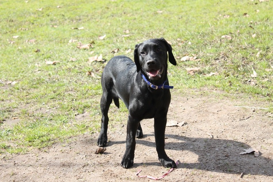 young black retriever