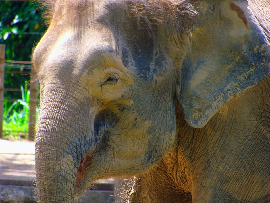 Snout of the elephant