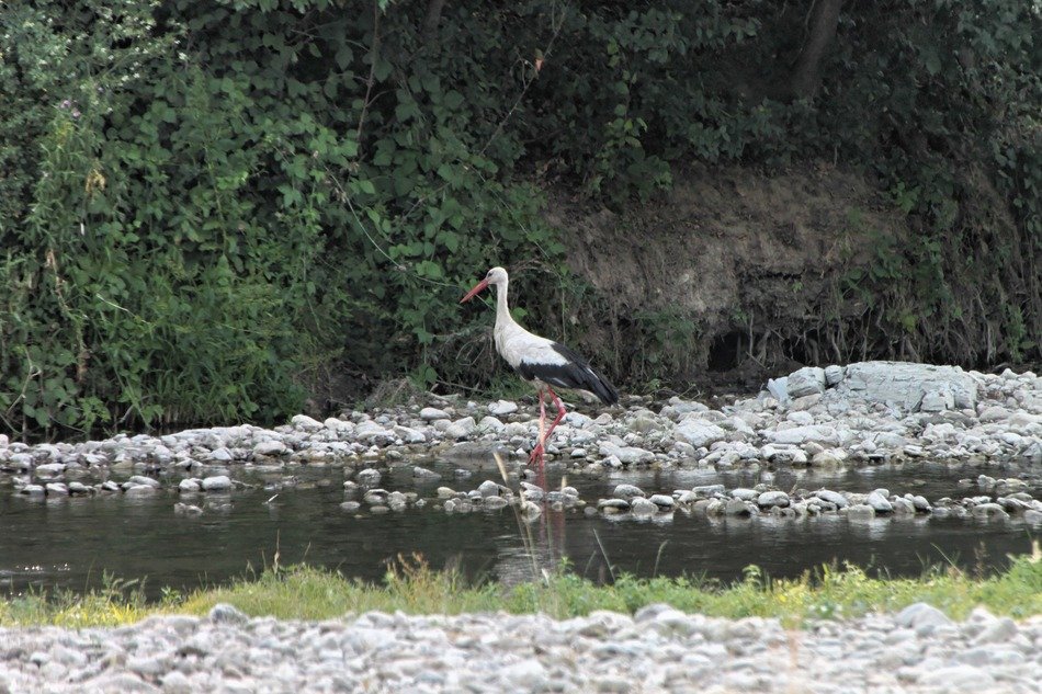 white stork walking on riverside