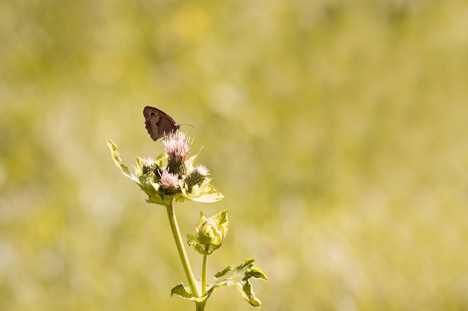 butterfly on a flower thorn