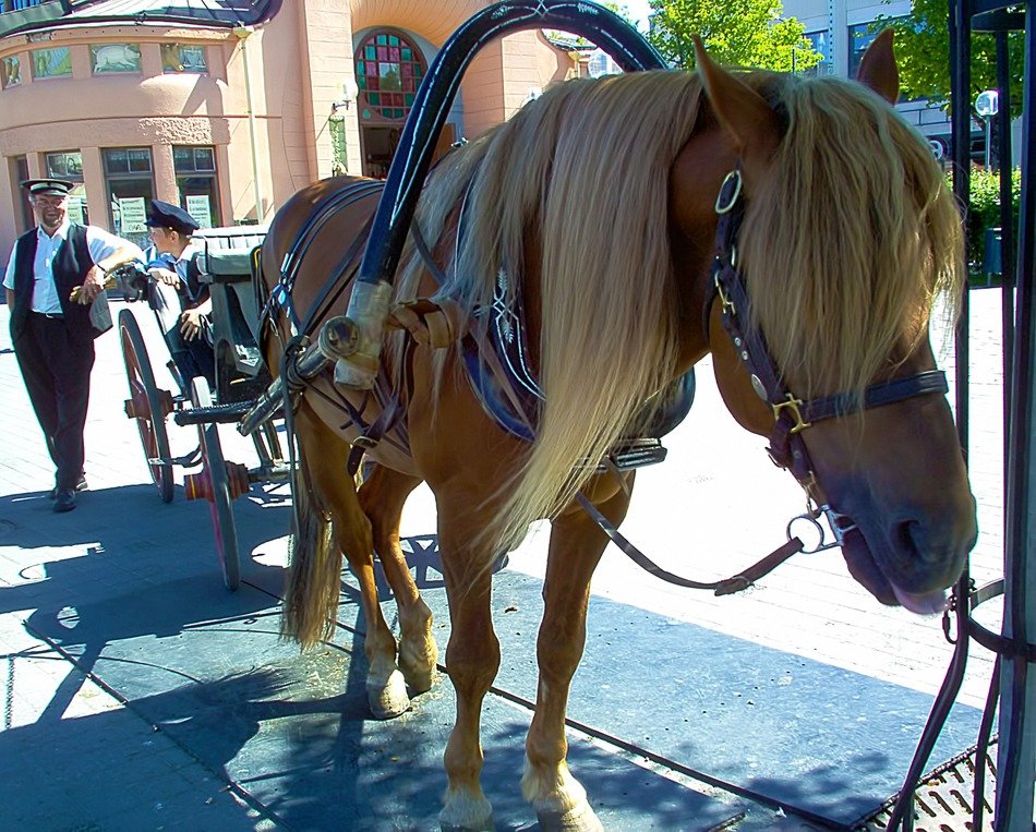 horse for transportation of tourists
