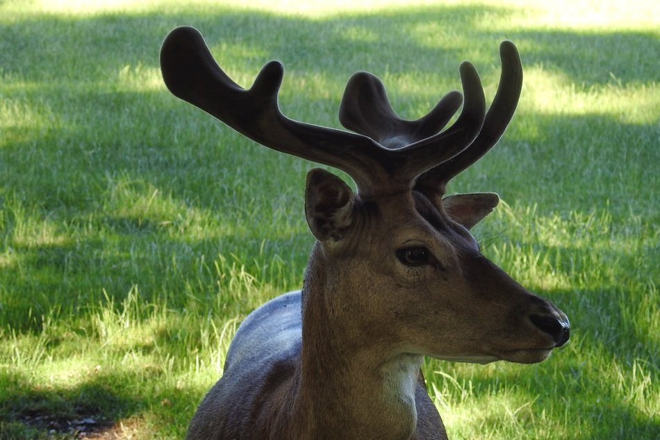 deer with horns looking away