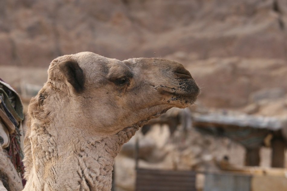 camel head near the rock