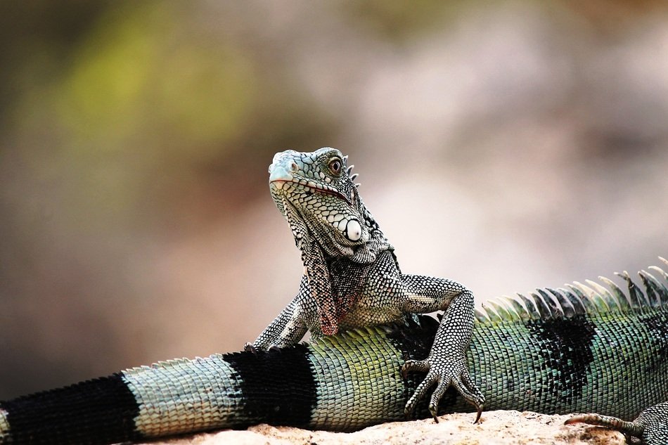 two iguanas in curaÃ§ao