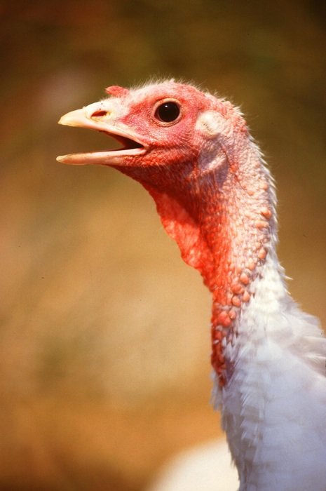 attractive Turkey Birds