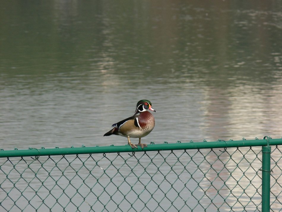 wood duck on the shore of lake morton