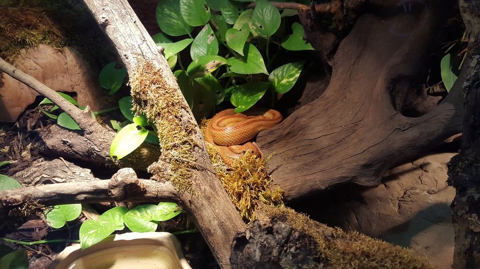snake among the trees in the terrarium
