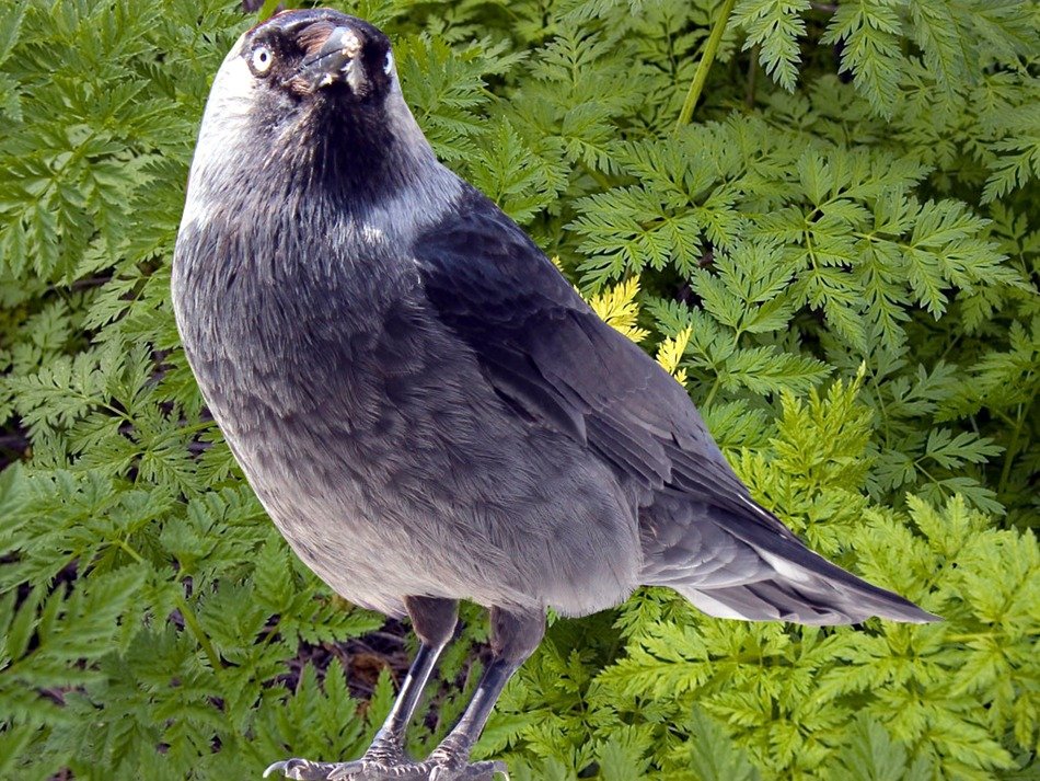 jackdaw in the forest