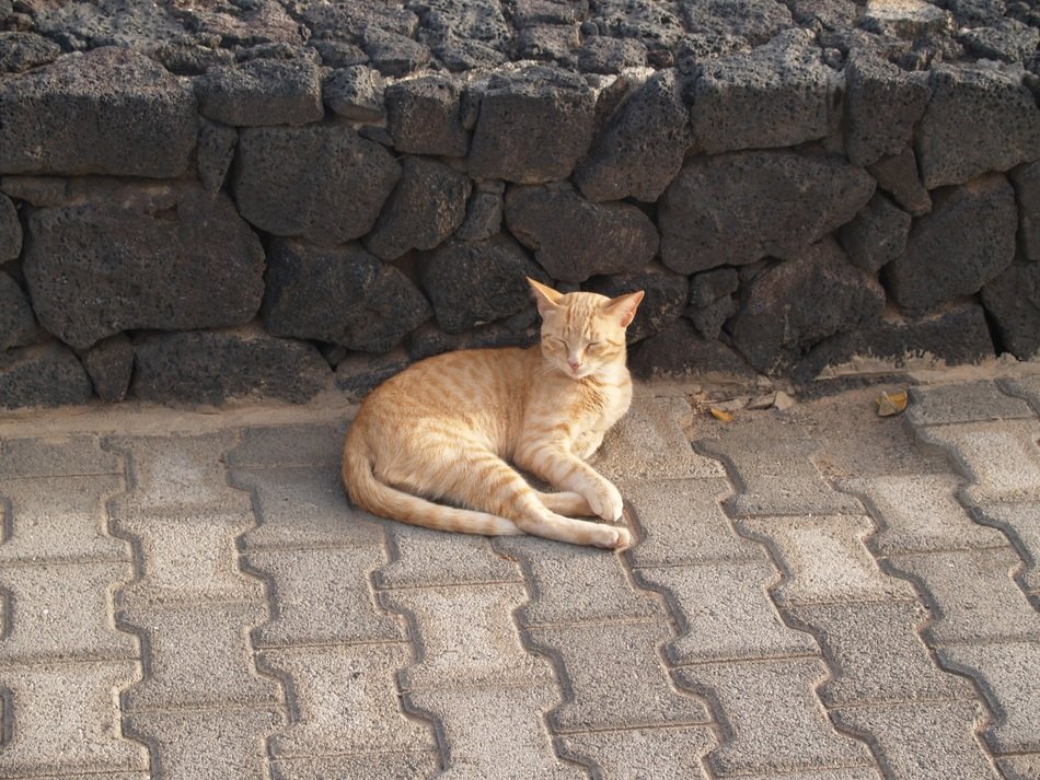 the cat lies on the tiled