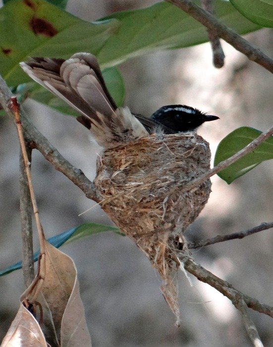 nesting white-throated fantail flycatcher