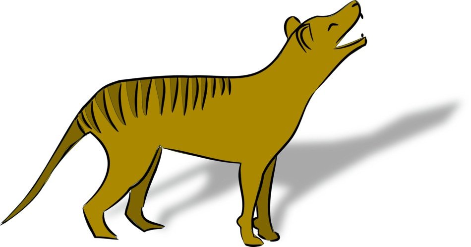 Thylacine as a drawing