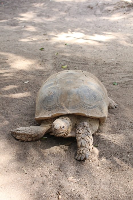 crawling large tortoise