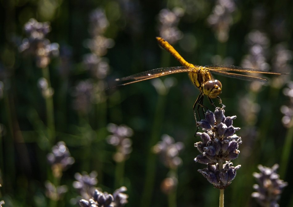 yellow dragonfly on the summer field