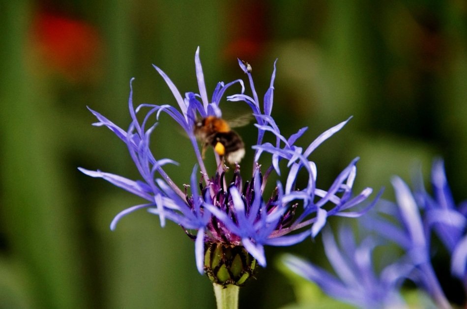 delightfully gentle Cornflower on blurred background