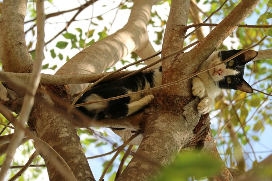 Cute cat on the tree in Thailand
