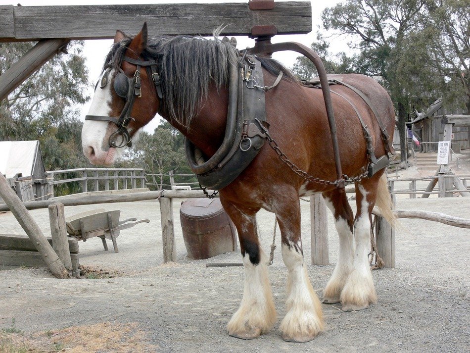 Chestnut Shire Horse in harness