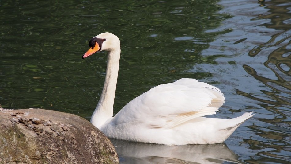 incredibly beautiful Swan
