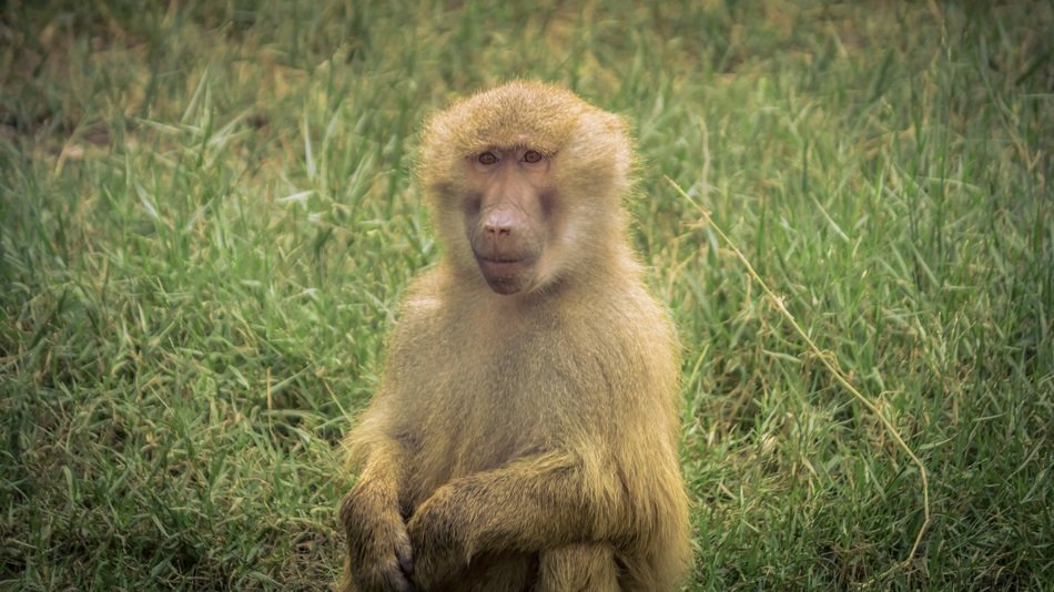 Portrait of the Monkey in the wildlife