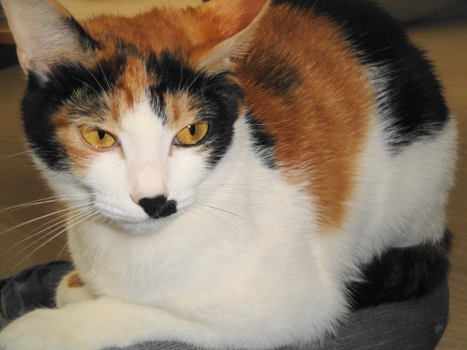 Cute Korean cat