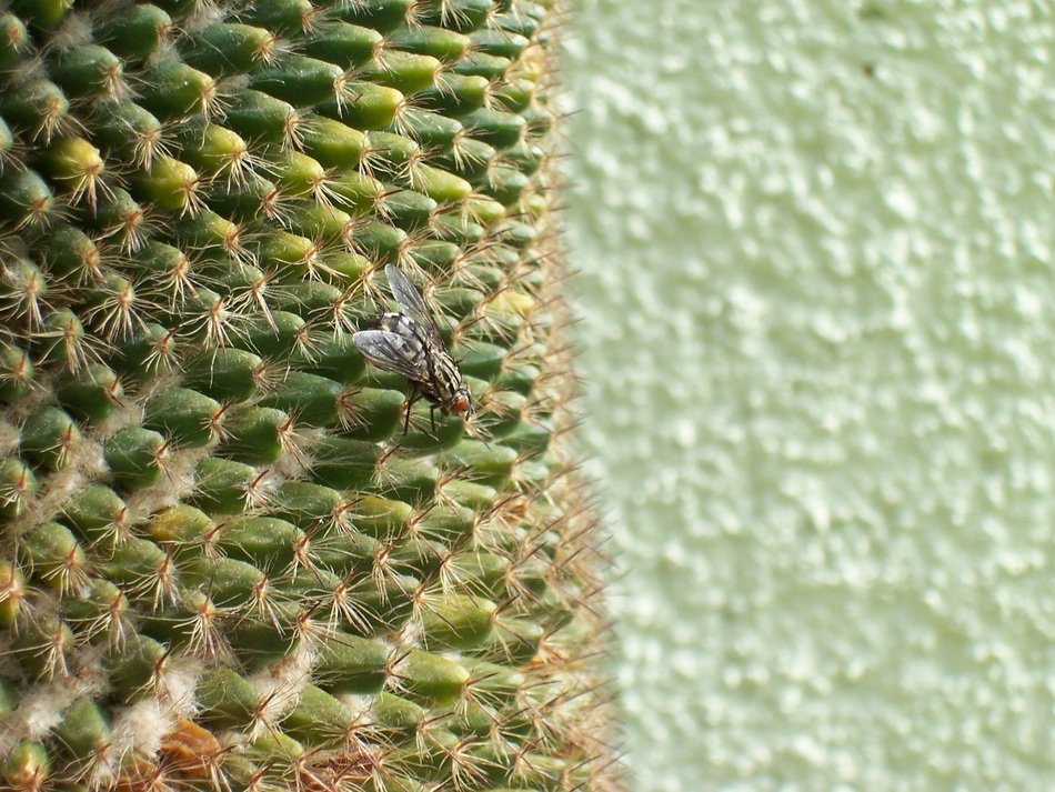 fly on the cactus
