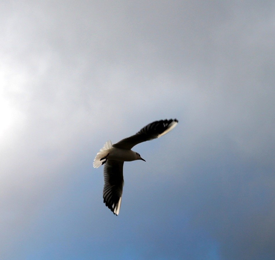 Flight of the bird in the sky
