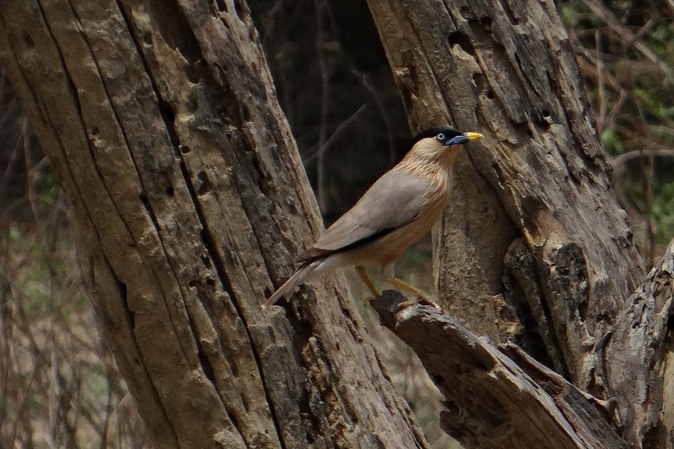 Brahminy Myna on the tree