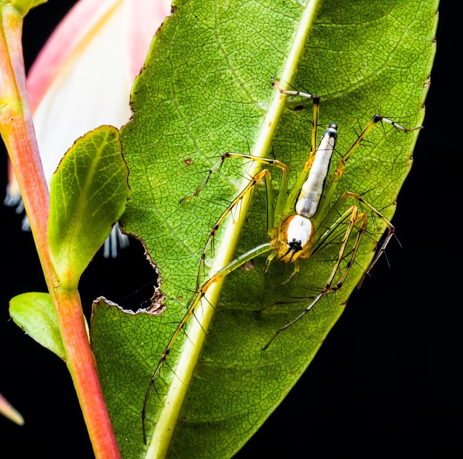 spider with long legs on the plant leaf