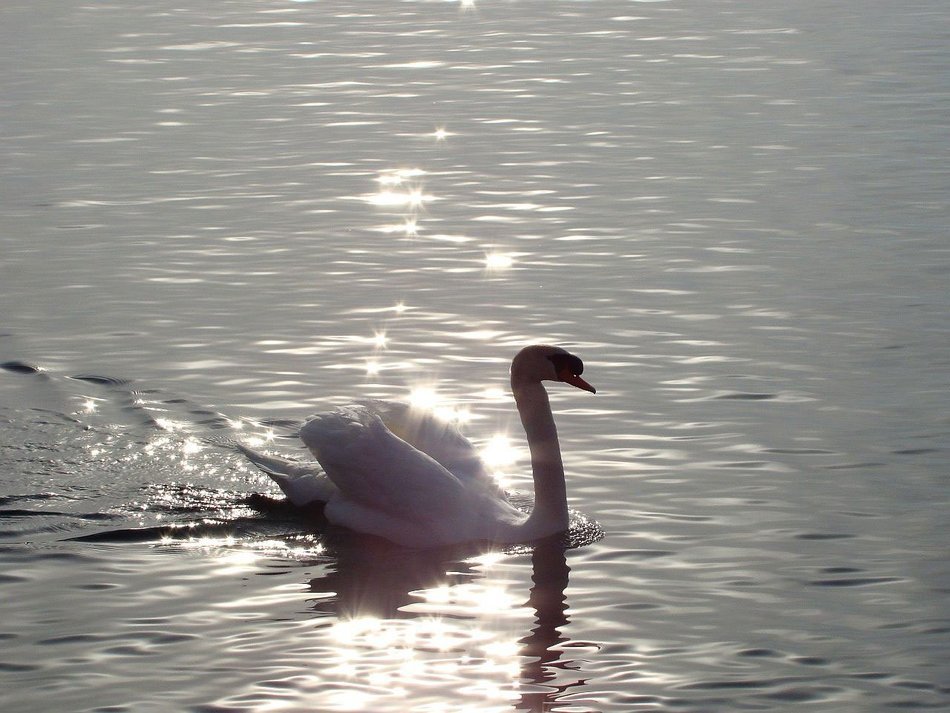 Swan on the lake in the sun