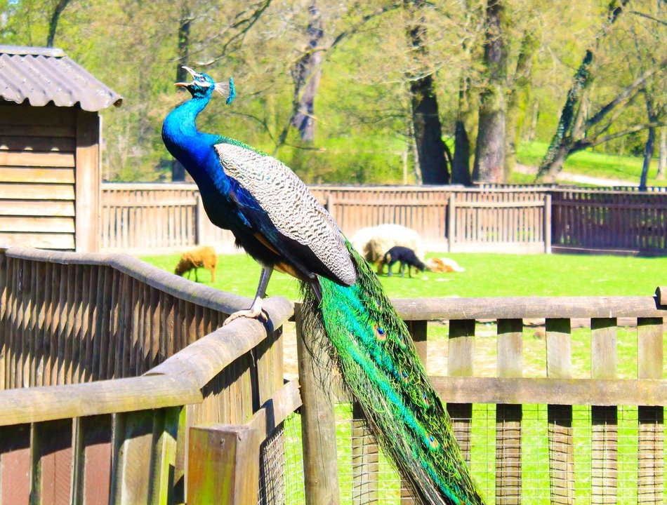 colorful peacock in the aviary