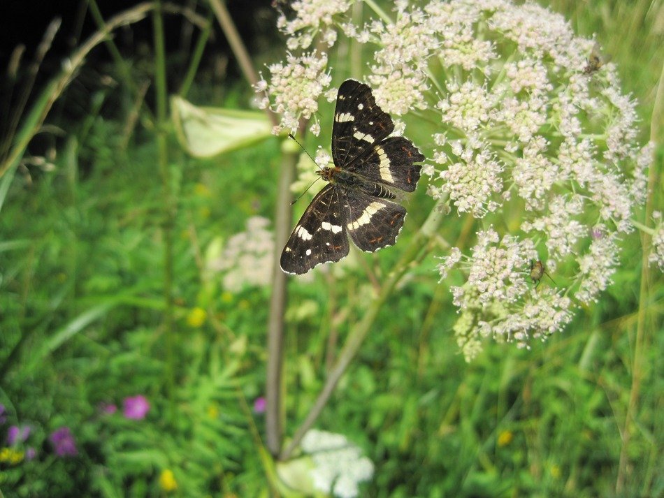 Araschnia Levana butterfly