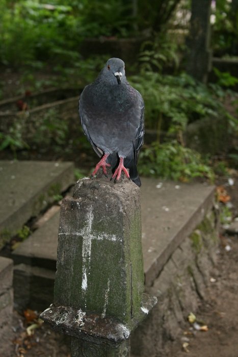 the pigeon is sitting on the monument