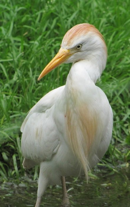 white egret at waterside