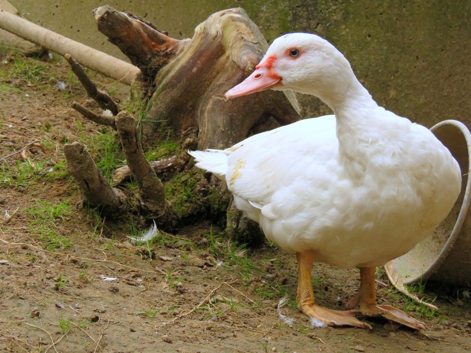 Beautiful white duck near the wood