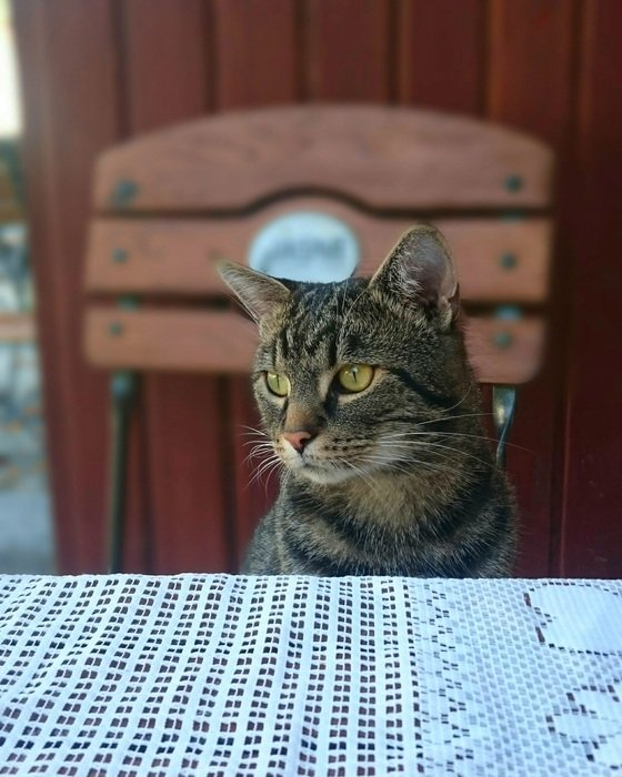 cat on a chair at the table