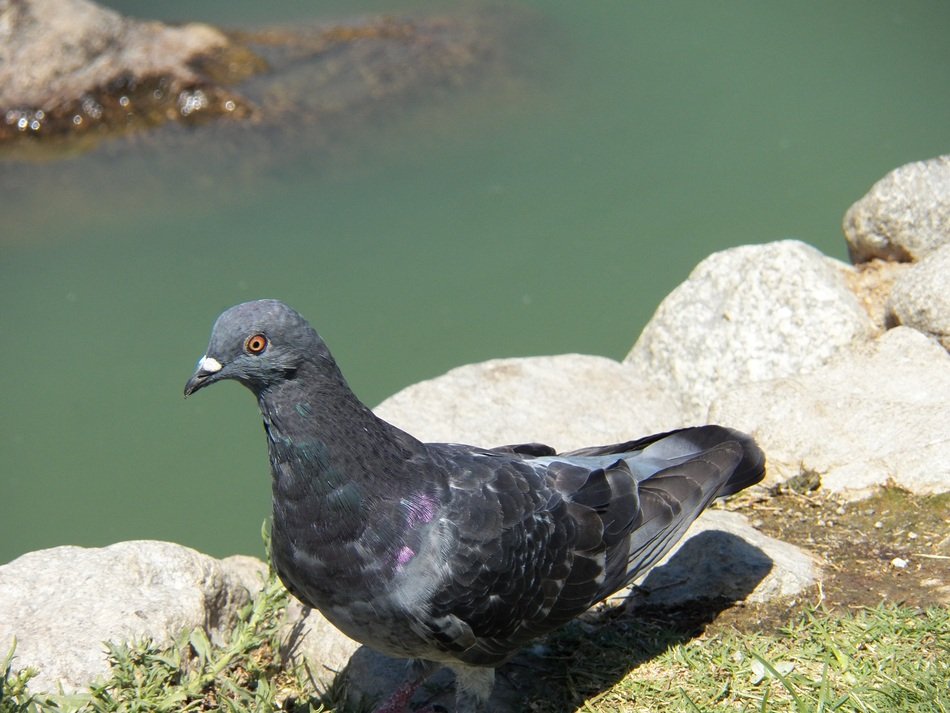 dove by the pond