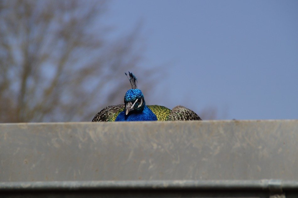 beautiful peacock on the roof