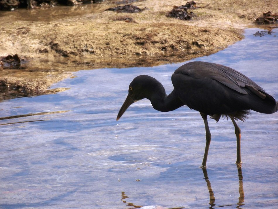 black bird on the coast in Thailand