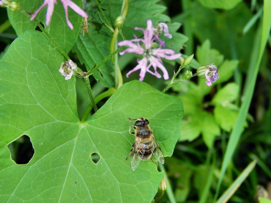 large fly on the green leaf