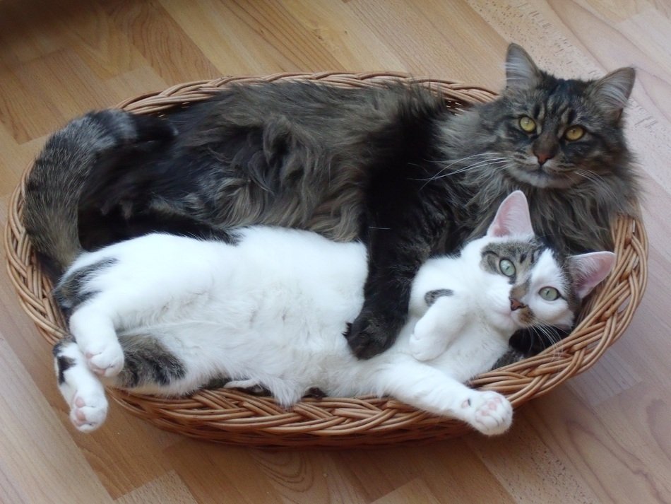 gray and spotted cats in a wicker basket