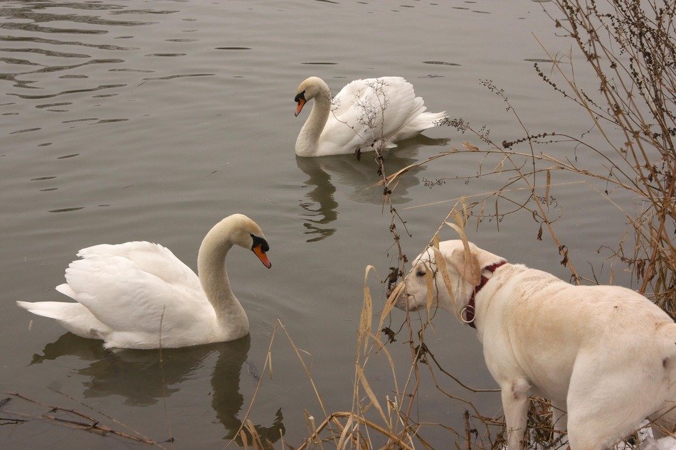 picture of the swans in the river