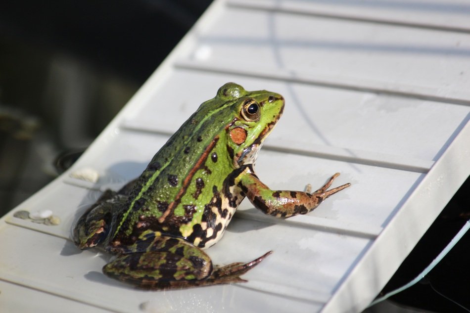 water frog in the garden