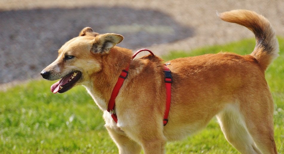light brown mixed breed dog