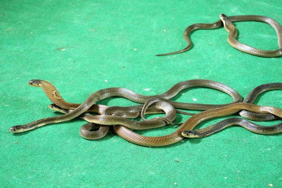 Cobras, grey and yellow Snakes on green carpet