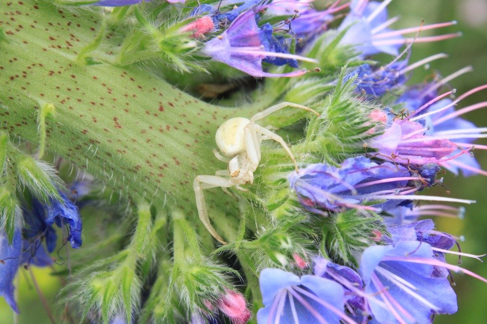 white spider on the blue flower
