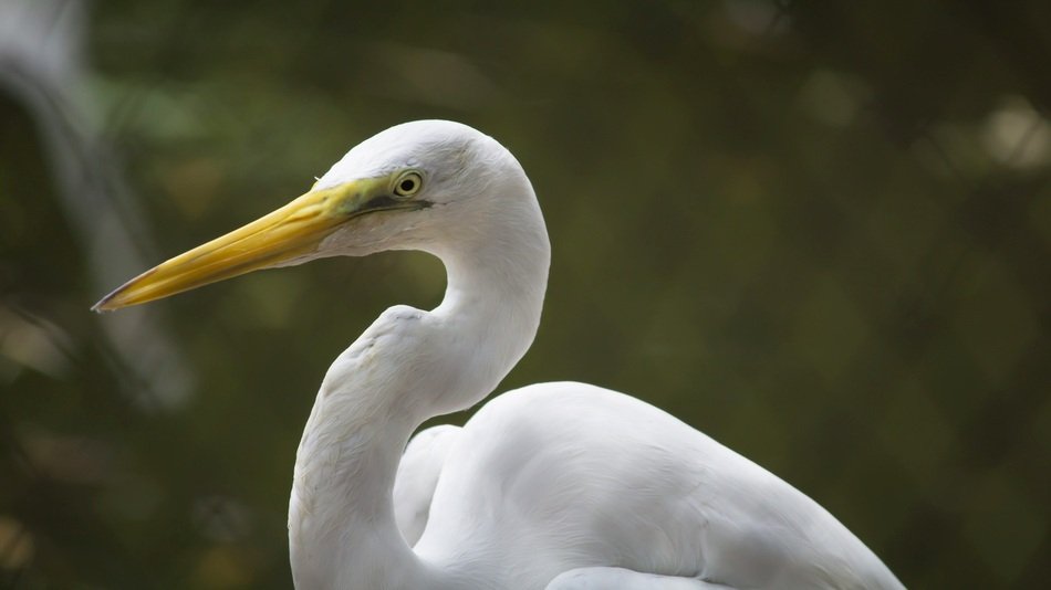 white crane in the reserve