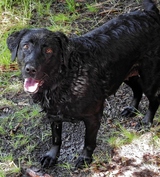 black labrador in dirt in the wild