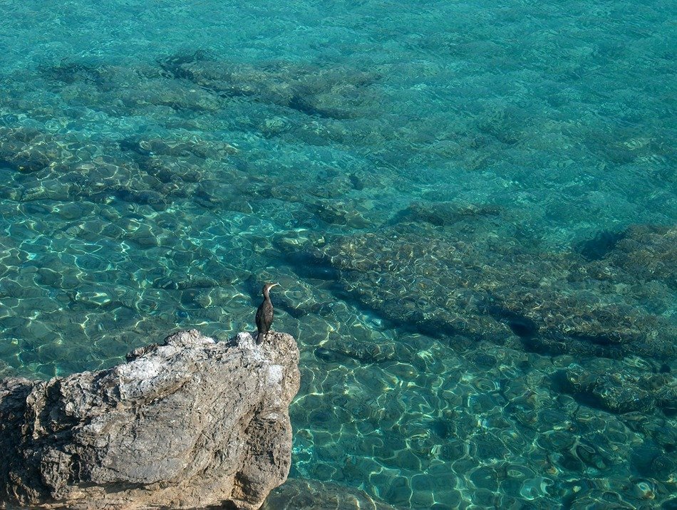 water bird on the background of the sea