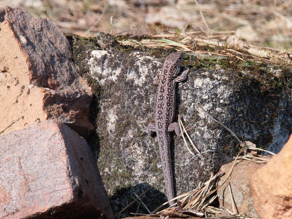The lizzard on the stone