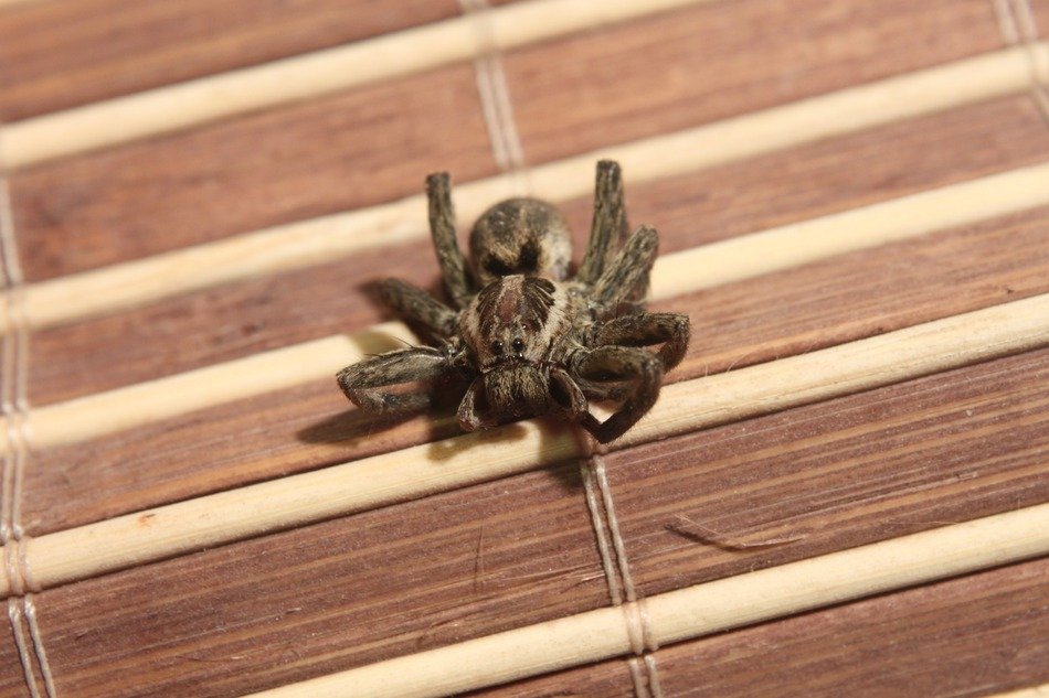 Spider on the wood