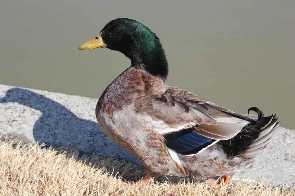 mallard on dry grass by the river